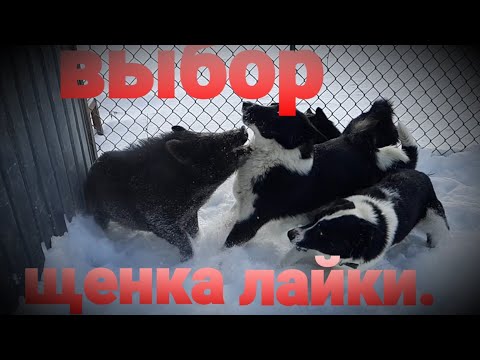 Видео: Выбор щенка лайки для охоты!