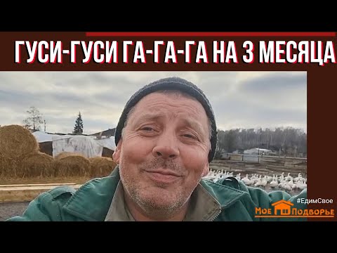 Видео: Гуси в 3 месяца: содержание, кормление, мои особенности. "Мое Подворье"
