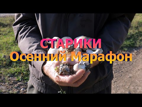 Видео: Старики Осенний Марафон