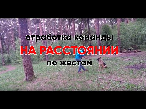 Видео: Учим собак выполнять все команды без поводков - на расстоянии по жестам.