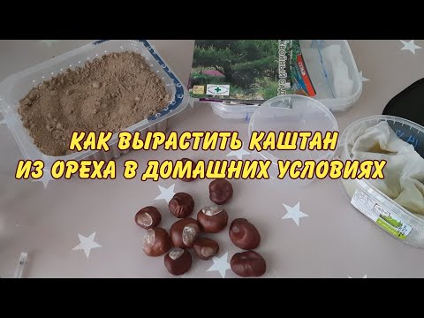 Видео: КАК ВЫРАСТИТЬ КАШТАН ИЗ ОРЕХА В ДОМАШНИХ УСЛОВИЯХ САД ОГОРОД САДОВОДСТВО