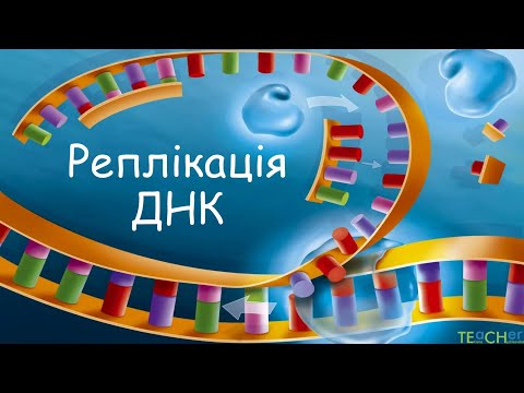 Видео: Реплікація ДНК