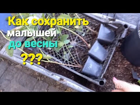 Видео: Как СОХРАНИТЬ, утеплить молодые кустики голубики до ВЕСНЫ???