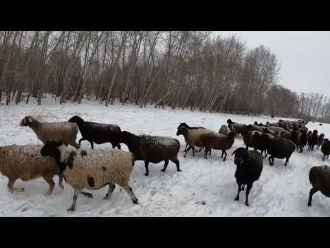 Видео: Эдильбаевская порода овец .