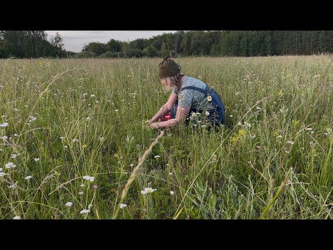 Видео: Пирог с полоникой