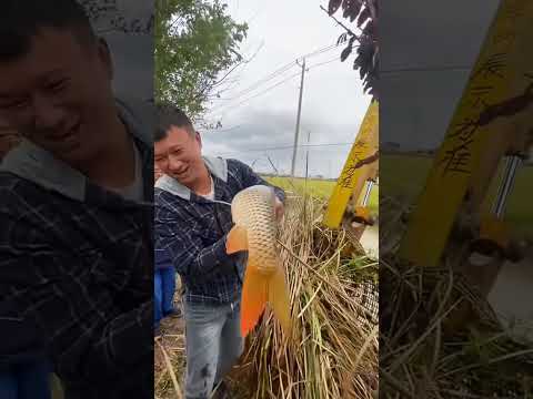 Видео: Рыбалка JCB 🐠🐟 охота в реке