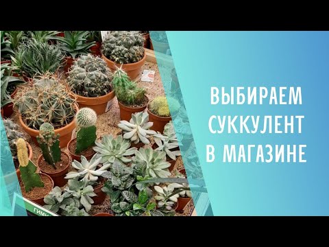 Видео: Выбираем суккулент в магазине 🌱 Sweet Succulents