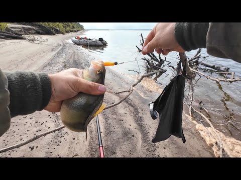 Видео: В ЭТОЙ ЯМЕ У БЕРЕГА ПОЛНО ХИЩНИКА. РЫБАЛКА НА СПИННИНГ С ЛОДКИ И БЕРЕГА. ЛОВЛЯ РЫБЫ.