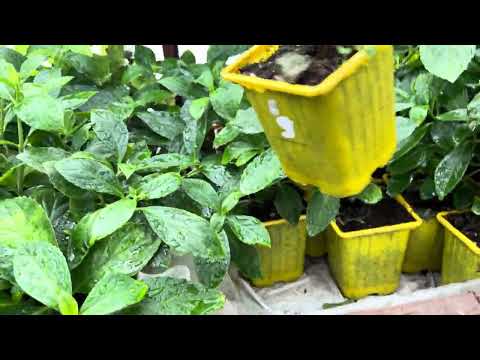 Видео: Где ваши новинки? Или их клещ съел?