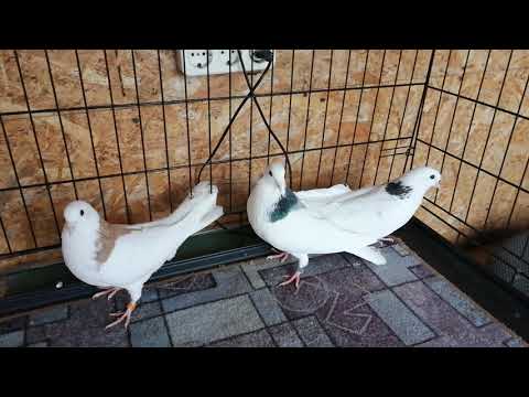 Видео: 10 ноября 2025 г.