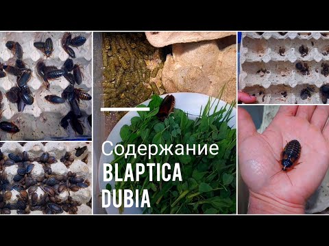 Видео: АРГЕНТИНСКИЕ 🪳 ТАРАКАНЫ - мое содержание и кормление. Разведение Blaptica dubia