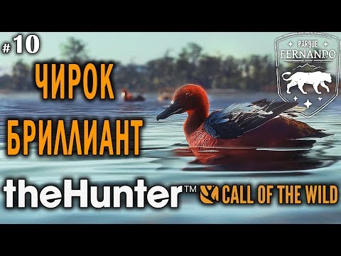 Видео: theHunter Call of the Wild #10 🔫 - Чирок Бриллиант - Утиные Места
