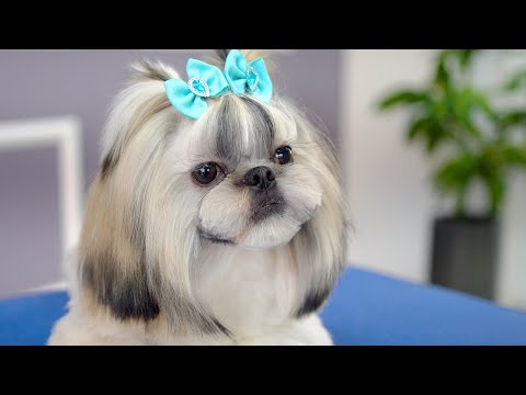 Видео: Щенок ши-тцу, первая стрижка! ✂️❤️🐶 Гарантия симпатичности !!