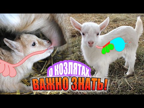 Видео: Особенности кормления козлят в первые дни. Пищеварение у козлят #козоводство #зоология