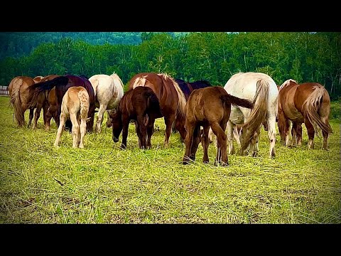 Видео: Кобылы с Жеребятами и не удачный сенокос