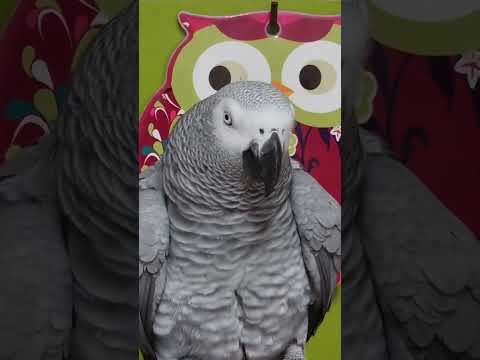 Видео: Кире стихи посвящают, а она всех кофить зовёт