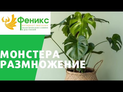 Видео: Размножение монстеры