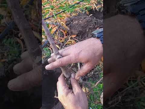 Видео: Обновяване на овощна градина