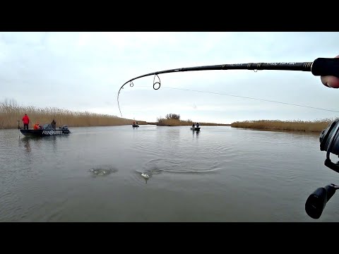 Видео: ЭТО ПРОСТО ЖЕСТЬ. ДИЧАЙШИЙ ЖОР судака в толпе. Такого со мной еще не было. Рыбалка на спиннинг