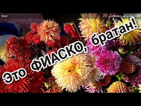 Видео: Как мы ТОРГОВАЛИ ГЕОРГИНАМИ.