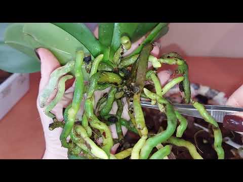 Видео: Орхидеи)) Пересадка орхидеи Pirate  Picotee pelor. Корни шикарные. 02.11.2025 г.