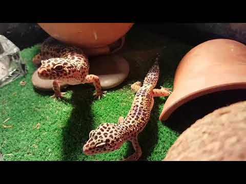 Видео: Гекконы эублефары и гемитекониксы. Милые питомцы.