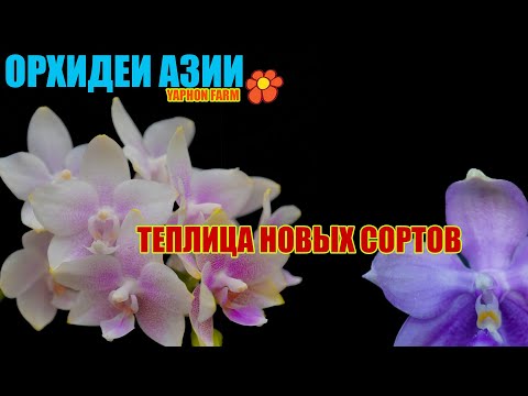 Видео: ТЕПЛИЦА НОВИНОК