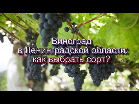 Видео: Виноград в Ленинградской области: как выбрать сорт