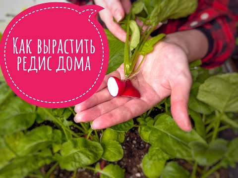 Видео: Как вырастить редис дома на окне