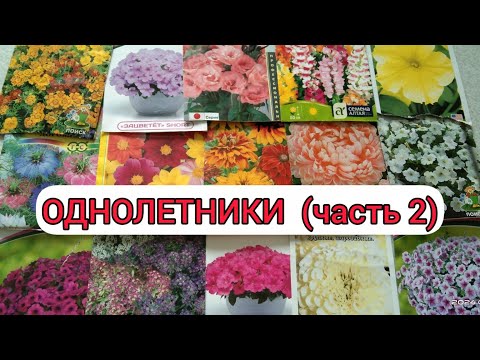 Видео: ОДНОЛЕТНИКИ!🌺 Какие однолетние цветы я выращивала у себя на участке.