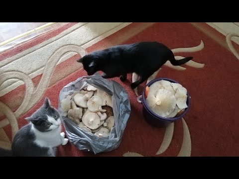 Видео: В лесу за грибами. 02.11.2025г. И всё же они есть в лесу!!! 