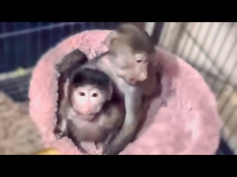 Видео: Люся, Маня и Степашка УКЛАДЫВАЮТСЯ СПАТЬ, посмотрим как пройдет ночь?!