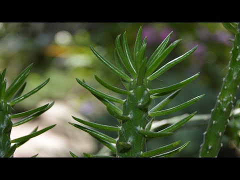 Видео: Кактусы и суккуленты в моей коллекции. Суккуленты в оранжерейке.