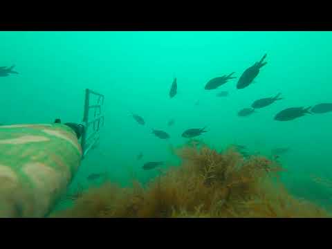 Видео: Подводная охота на черном море. Охота на лобана.