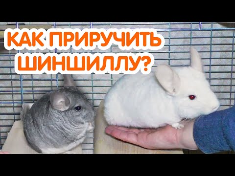 Видео: Как приручить шиншиллу к рукам. Приручение шиншиллы