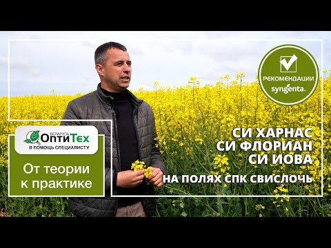 Видео: Новинки СИ Харнас, СИ Флориан и СИ Иова на полях СПК Свислочь. Отзыв агронома.