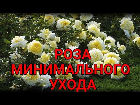 Видео: ОДНА ИЗ САМЫХ КРАСИВЫХ РОЗ В МОЕМ САДУ . Почвопокровная роза " Надя". Часть 3.