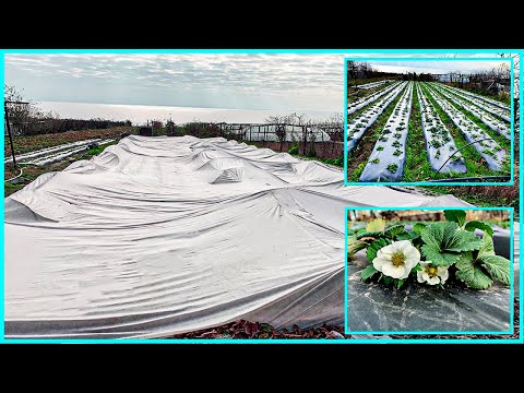 Видео: СНЯТИЕ АГРОВОЛОКНА | КАКОЙ РЕЗУЛЬТАТ?!