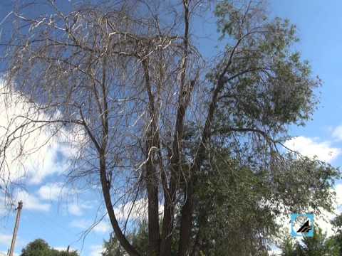 Видео: Альянс. Областные СМИ приехали в Южноуральск