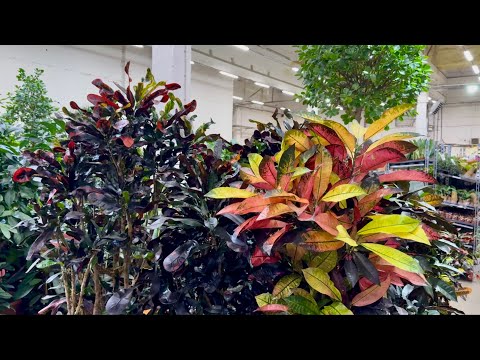 Видео: Обзор растений | Флорэвиль | Антуриум ХОЙЯ Алоказия ОРХИДЕЯ Папоротник Аглаонема