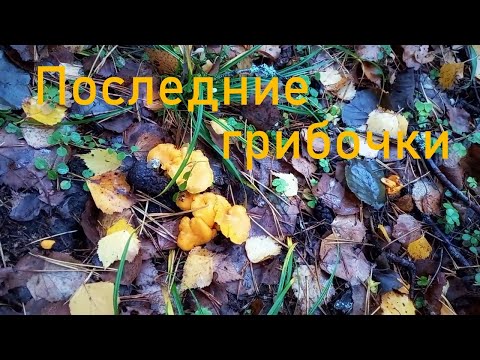 Видео: Закрываю грибной сезон сбором лисичек!