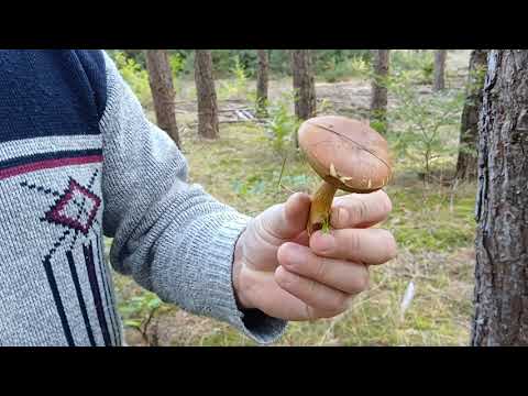 Видео: Тихая охота. Собираем Грибы в октябре.(6 октября) Часть 2