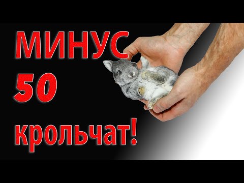 Видео: МИНУС 50 КРОЛЬЧАТ!