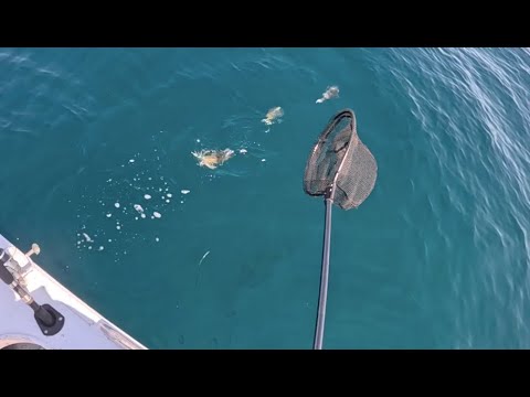 Видео: Великолепный весенний день в заливе Географа | охота на кальмаров