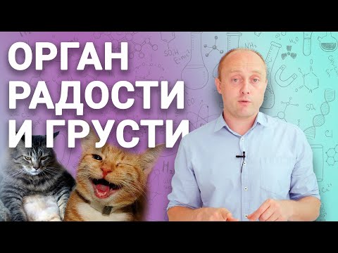 Видео: ЗАЧЕМ НУЖЕН ТОНКИЙ КИШЕЧНИК