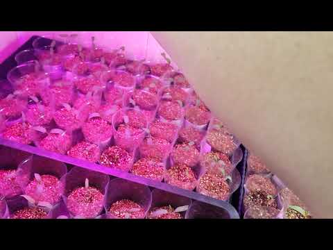 Видео: 11 Марта.Обзор рассады.