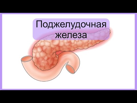 Видео: Поджелудочная железа |  Пищеварительная система |  Частная гистология