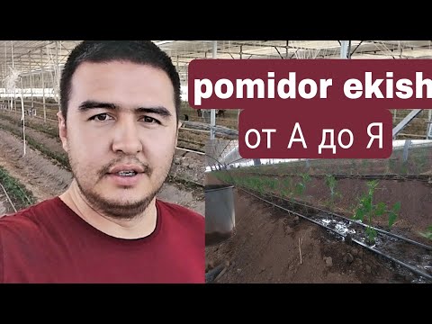 Видео: POMIDOR EKISH TUG'RI USULI  NOLDAN  ПОМИДОР ЭКИШ