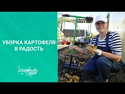 Видео: Супер быстрая уборка картофеля ! Все на картошку!