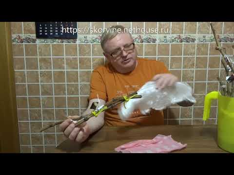 Видео: Подготовка черенков к майской прививке